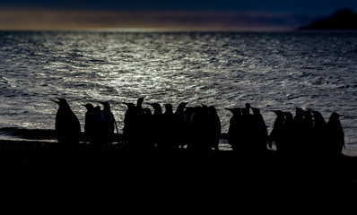 Wall Mural - silhouette of emperor penguins at sunrise in st. andrews bay