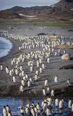 Wall Mural - thousands of king penguins flee the oncoming storm