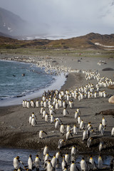 Wall Mural - thousands of king penguins fleeing from glacier winds