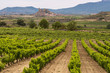 Vineyards in summer with San Vicente de la Sonsierra village as background, La Rioja, Spain