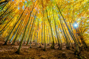 Wall Mural - autumnal landscape with bright yellow leaves and trees in wild forest