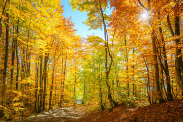 Wall Mural - autumn morning scene in the forest with sun rays and colorful leaves on trees