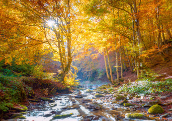 Wall Mural - golden autumn in nature - vibrantl forest trees and fast river with stones
