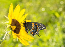Ventral View Of A Beautiful Black Swallowtail Butterfly On A Sunflower In Morning Sun
