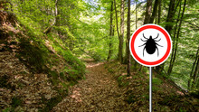 Tick Insect Warning Sign In Infected Forest. Lyme Disease And Meningitis Transmitter.