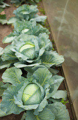 Poster - green cabbage plant field outdoor in summer agriculture vegetables