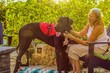 Older adult Caucasian woman with mobility issue is able to enjoy the outdoors on her patio with the help of her loyal and attentive Great Dane service dog by her side