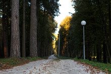 A Gravel Road Among Large Trees, Covered With Dry Leaves, With Lanterns And Electric Poles In The Autumn Forest Cool Sunny Evening