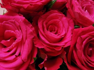 Very beautiful pink roses. Wedding bouquet. Close-up photo