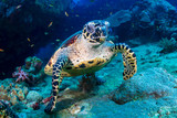 Fototapeta Do akwarium - Hawksbill Sea Turtle feeding on soft corals on a tropical coral reef