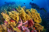 Fototapeta Do akwarium - SCUBA divers on a colorful tropical coral reef