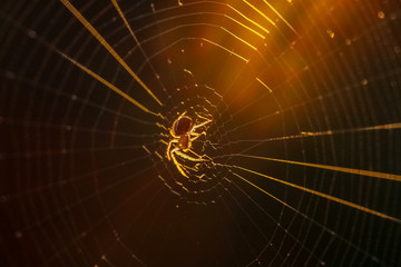 Spider web in sunset