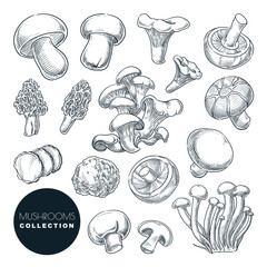 Wall Mural - Mushrooms collection, sketch vector illustration. Hand drawn food ingredients isolated design elements