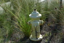 Fire Hydrant In Garden