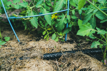 Vintage filter applied to photo of water dripping from black rigid soaker hose with garden background