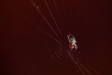 spider on web