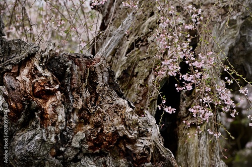 枯れた閑貞桜の幹に掛かる枝垂れ桜 Buy This Stock Photo And Explore Similar Images At Adobe Stock Adobe Stock