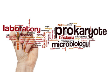 Wall Mural - Prokaryote word cloud