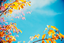 Autumn Leaves On Blue Sky Background