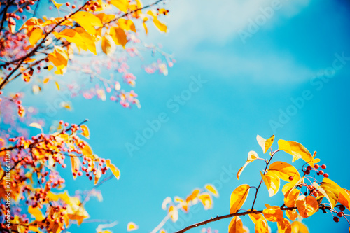 autumn leaves on blue sky background