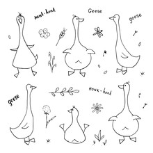 Goose Doodles Set. Cute Geese Sketch. Hand Drawn Cartoon Vector Illustration On White Background