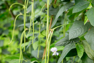 Cowpea plants in growth at vegetable garden