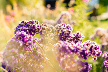 purple violet lilac blooming in arboretum garden with light effect 