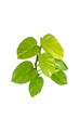 © sakdam - plant isolated include clipping path on white background