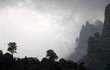 Fototapeta Na ścianę - Fog overwhelmed a dense forest