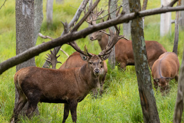Fototapete - European red deer (Cervus elaphus) is fourth  the largest deer species
