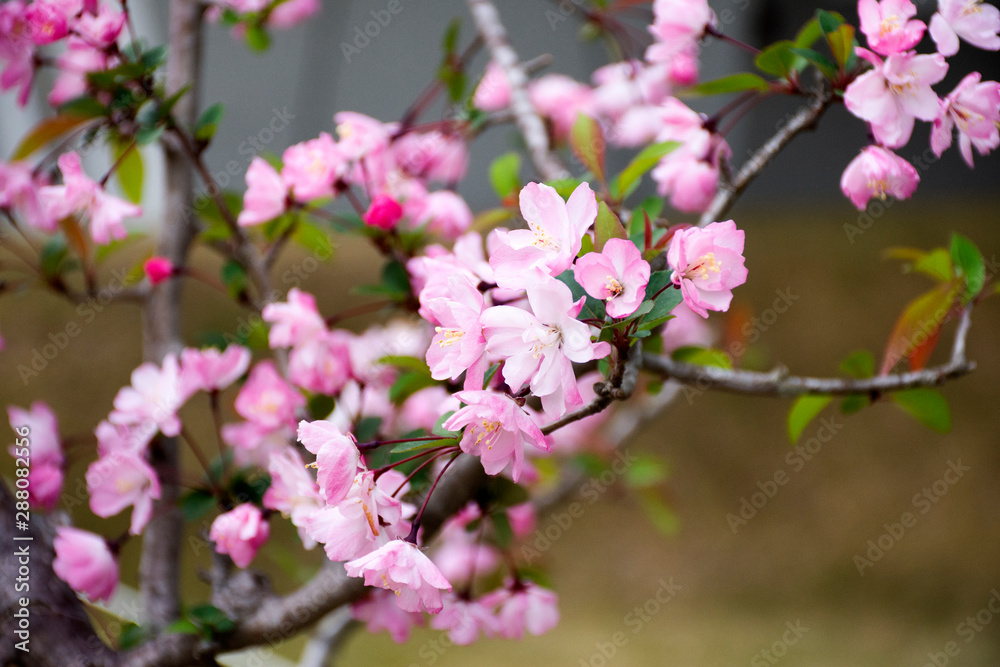 Spring flowers series Beautiful Cherry blossom or sakura flower at public garden park of tokyo big sight in Ariake town at Koto city in Tokyo, Japan - obrazy, fototapety, plakaty 