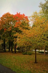 Wall Mural - Soft focus of beautiful park with tree and colorful leaves on green grass in autumn. Nature background concept. 