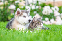 Alaskan Malamute Puppy And Adult Maine Coon Cat Lying Together On Green Summer Grass And Looking Away