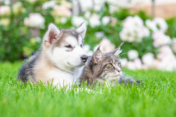 Canvas Print - Alaskan malamute puppy and adult maine coon cat lying together on green summer grass and looking away