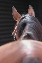 Horse's Head Photographed In Detail From The Croup, Sharpness On The Ear And Eye..