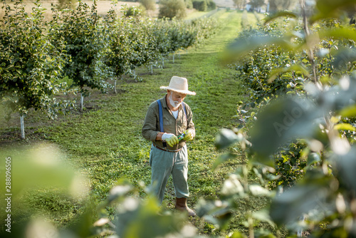 Senior Gardener In The Apple Orchard Landscape View From Above Concept Of Fruit Gardening On Retirement Age Buy This Stock Photo And Explore Similar Images At Adobe Stock Adobe Stock