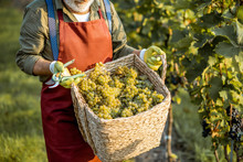 Man Holding Basket Full Of Freshly Picked Up Wine Grapes On The Vineyard, Close-up