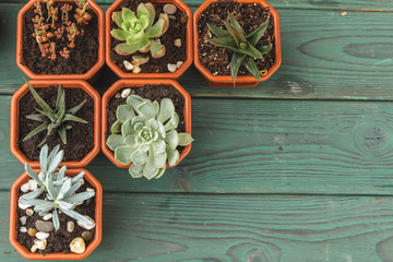 Wall Mural - multiple succulents in small  pots on a wooden table