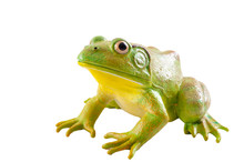 Realistic Fake Plastic Frog Sitting Isolated On White Background With Clipping Path Cutout