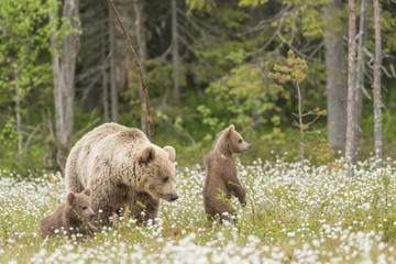 Wall Mural - Mother bear and her two cubs in the middle of the cotton grass in a Finnish bog