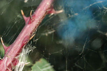 Aufkleber - Close up thorn on a green background. Macro view.