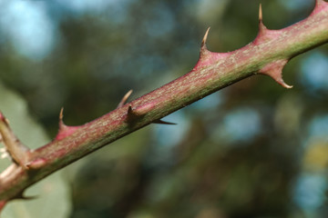 Aufkleber - Close up thorn on a green background. Macro view.
