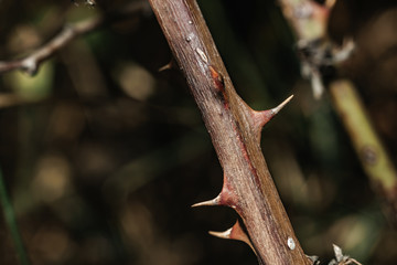 Aufkleber - Close up thorn on a green background. Macro view.