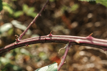 Aufkleber - Close up thorn on a green background. Macro view.