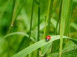 red lady bug