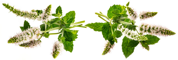 Poster - Flower of mint, (Mentha herb)