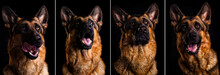 Shepherd Dog Portrait On Black Background