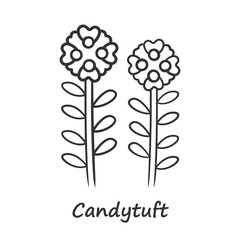 Poster - Candytuft linear icon. Thin line illustration. Aster garden flower with name. Iberis evergreen perennial plant inflorescence. Spring blossom. Contour symbol. Vector isolated outline drawing