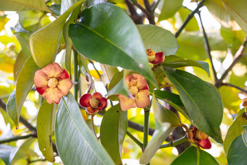 Wall Mural - Image of the red flowering mangosteen