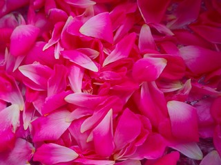  Pink rose petals floating. Pink rose petals floating in the bowl. Songkran Day.